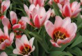 /album/floriankwiatek/tulip-0604-0243-lucy-paintbox-jpgtulip-jpg/